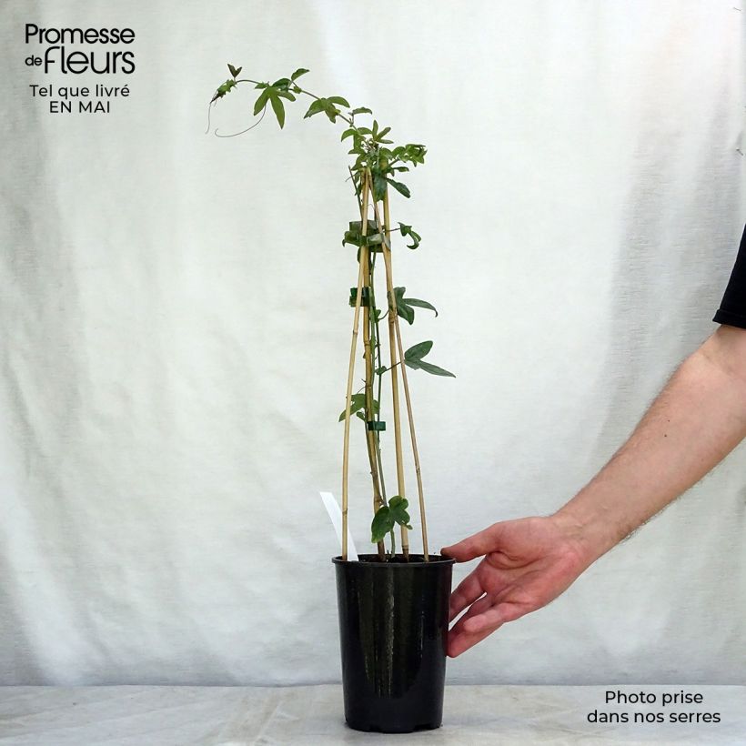 Example of Passiflore caerulea Purple Haze - Fleur de la Passion Pot de 2L/3L as you get in printemps