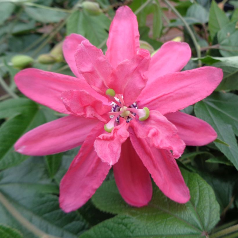 Passiflore insignis Pink Passion - Fleur de la Passion (Flowering)