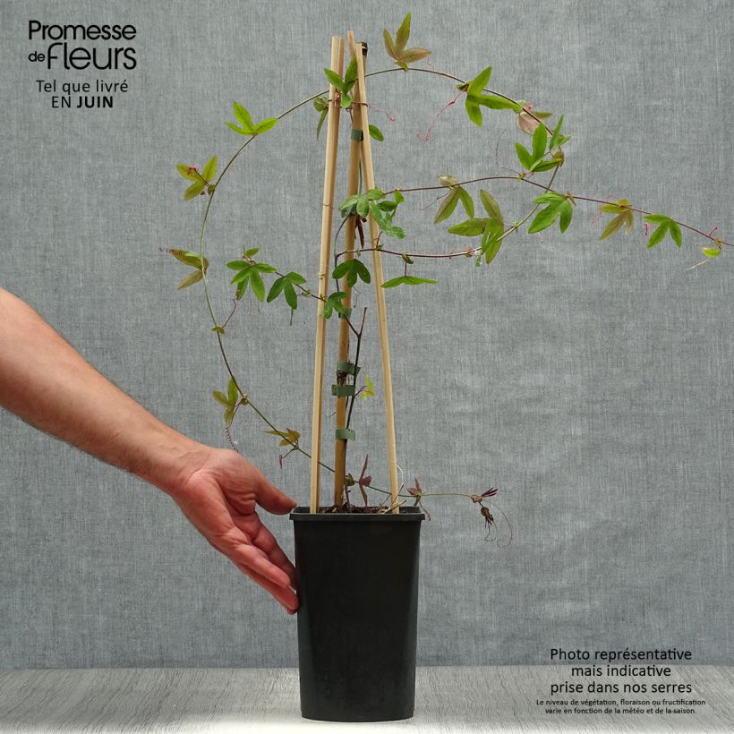Spécimen de Passiflore x Lavender Lady - Fleur de la Passion Pot de 2L/3L, Livré en hauteur 50/60cm tel que livré en été