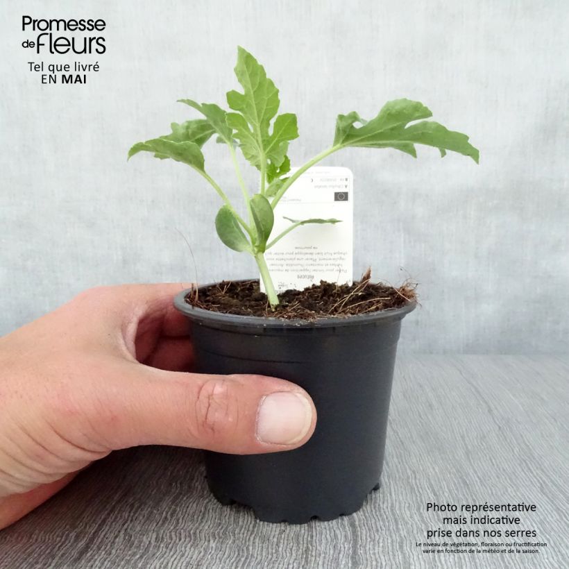 Spécimen de Pastèque Pata Negra F1 Pot de 10 cm/11cm tel que livré au printemps
