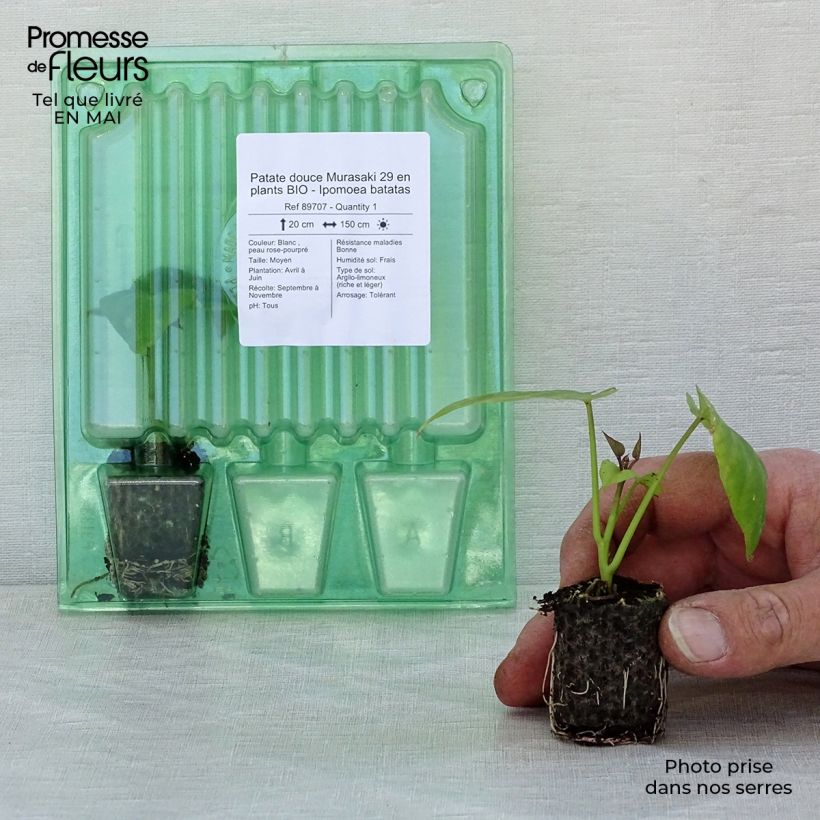 Example of Patate douce Murasaki 29 en plants BIO - Ipomoea batatas Mini-motte Ø 3/4 cm as you get in printemps