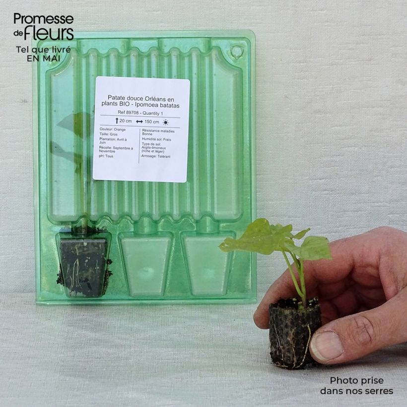 Spécimen de Patate douce Orléans en plants BIO - Ipomoea batatas Mini-motte Ø 3/4 cm tel que livré au printemps