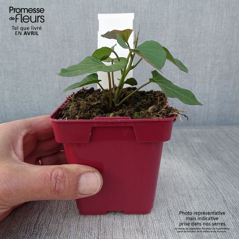 Example of Patate douce Orléans en plants Pot de 10 cm/11cm as you get in printemps