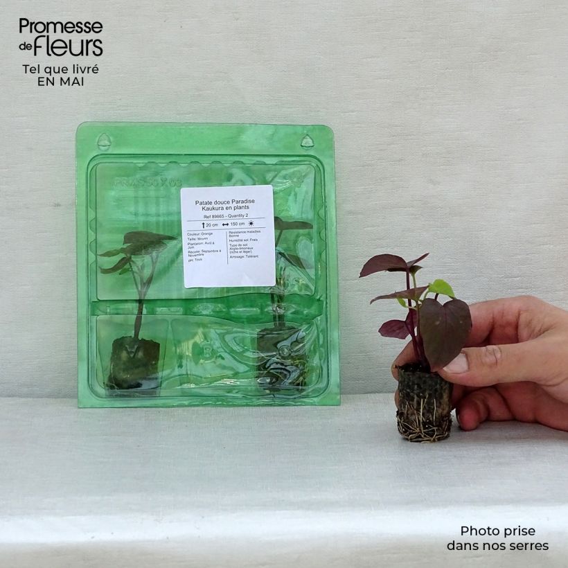 Spécimen de Patate douce Paradise Kaukura en plants Mini-motte Ø 3/4 cm tel que livré au printemps
