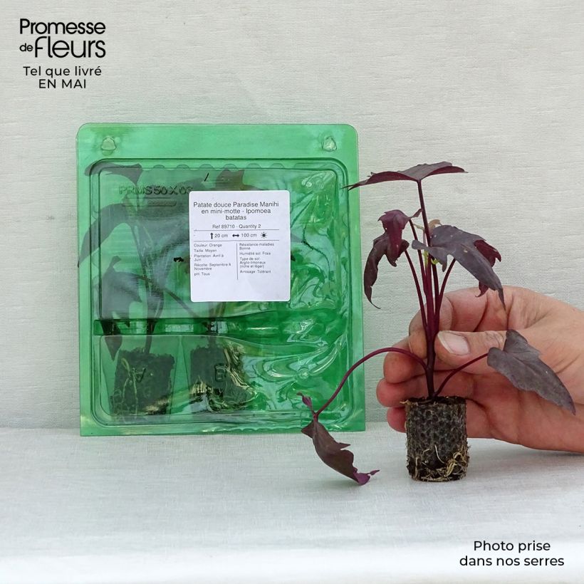 Example of Patate douce Paradise Manihi en mini-motte - Ipomoea batatas Mini-motte Ø 3/4 cm as you get in printemps