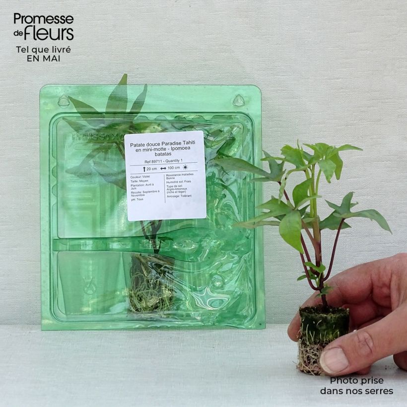 Spécimen de Patate douce Paradise Tahiti en mini-motte - Ipomoea batatas Mini-motte Ø 3/4 cm tel que livré au printemps