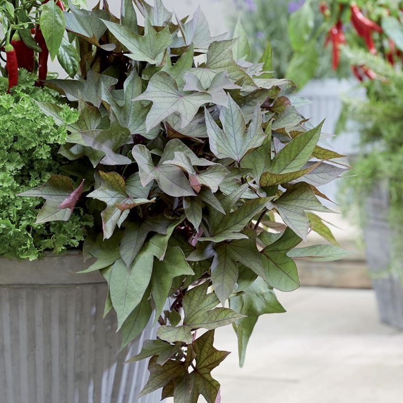 Patate douce Paradise Takatoto en mini-motte - Ipomoea batatas (Plant habit)