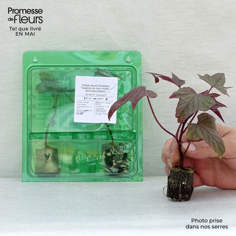 Example of Patate douce Paradise Takatoto en mini-motte - Ipomoea batatas Mini-motte Ø 3/4 cm as you get in printemps