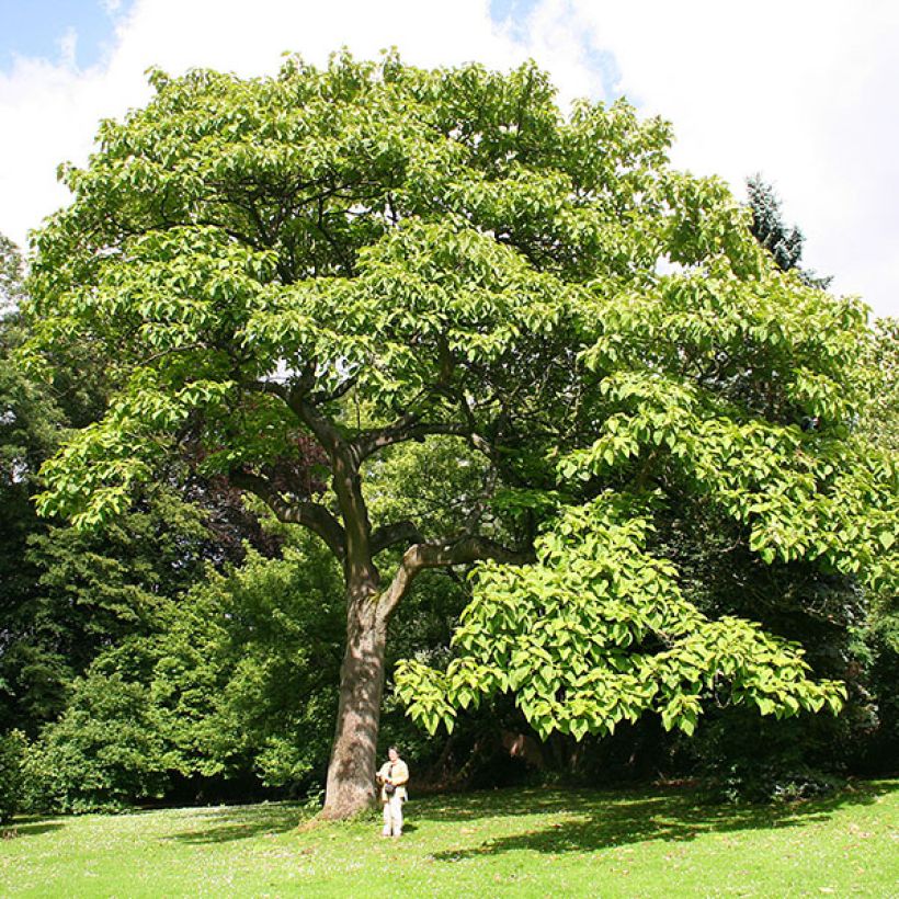 Paulownia tomentosa - Arbre impérial (Plant habit)