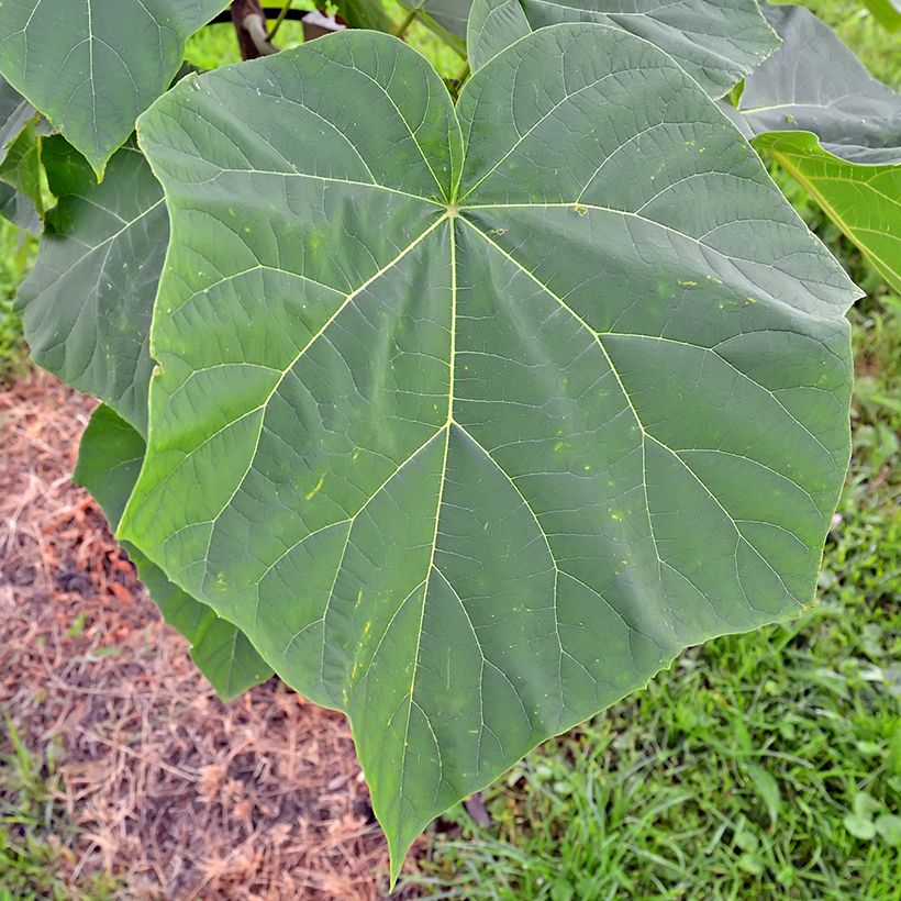 Paulownia tomentosa Hulsdonk - Arbre impérial (Feuillage)