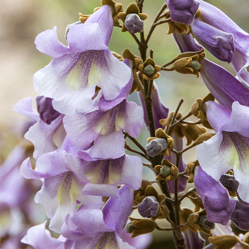 Paulownia tomentosa Hulsdonk - Arbre impérial (Floraison)