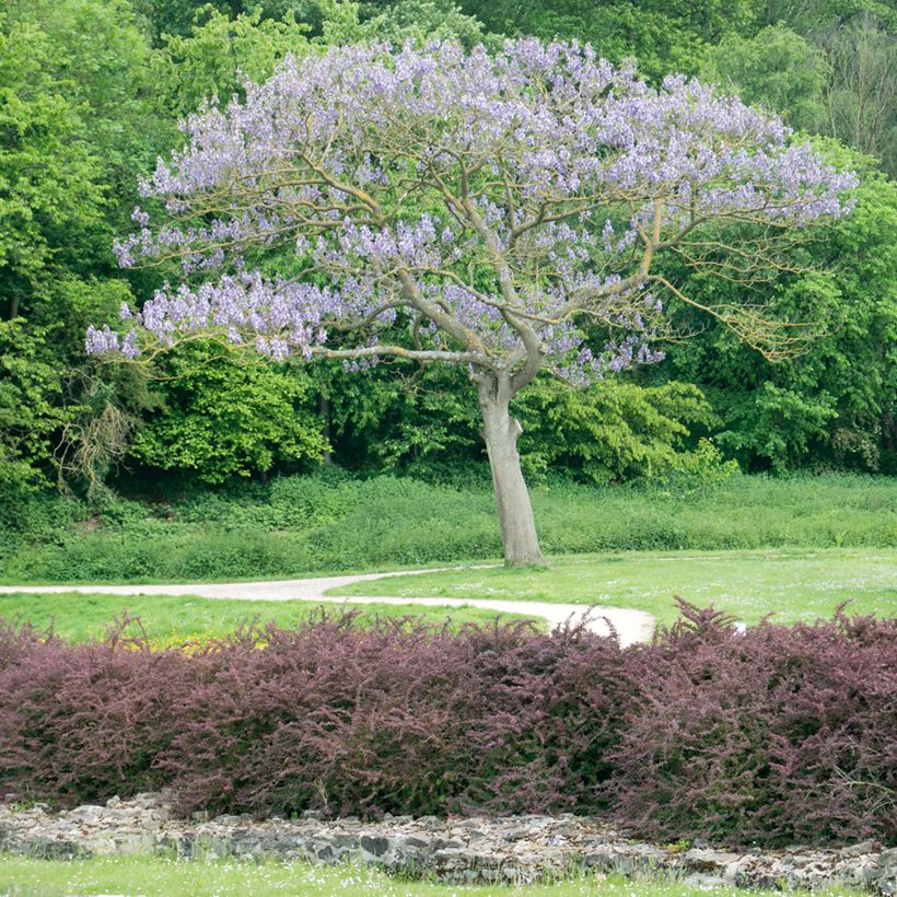 Paulownia tomentosa Hulsdonk - Arbre impérial (Port)