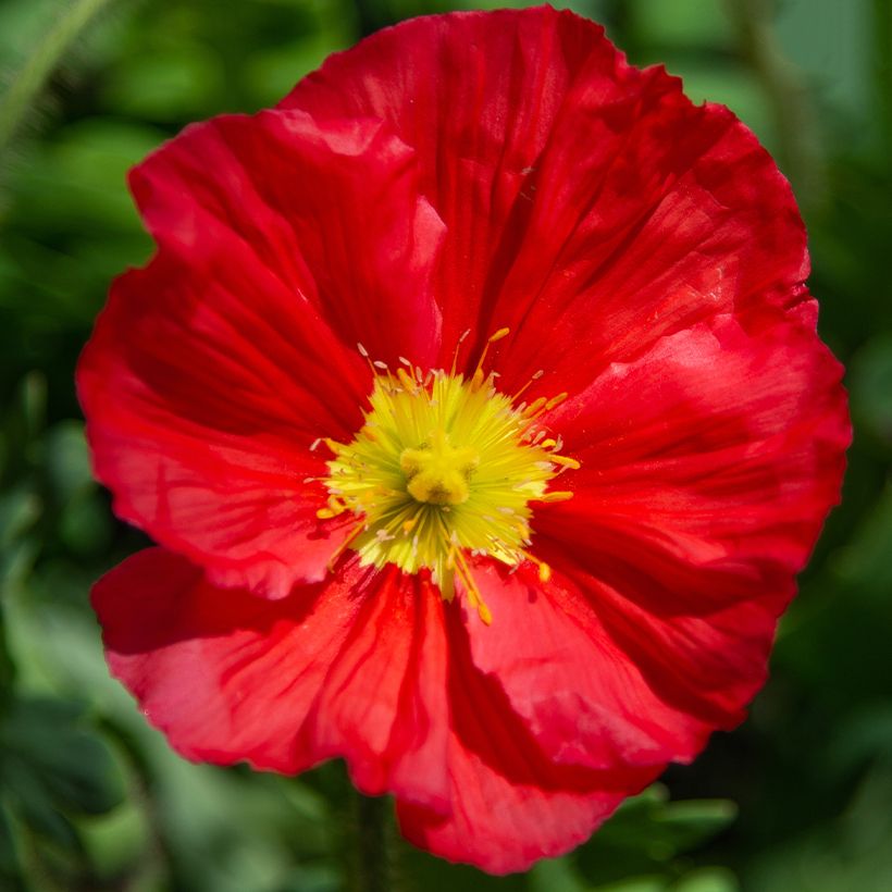 Pavot d'Islande - Papaver nudicaule Champagne Bubbles Mix (Flowering)