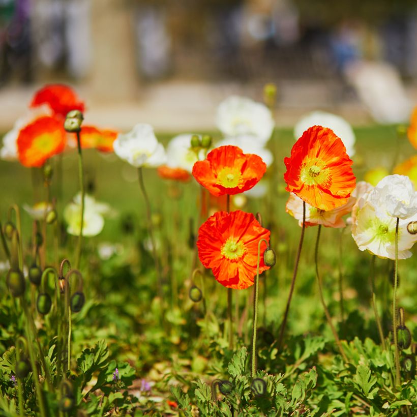 Pavot d'Islande - Papaver nudicaule Champagne Bubbles Mix (Plant habit)