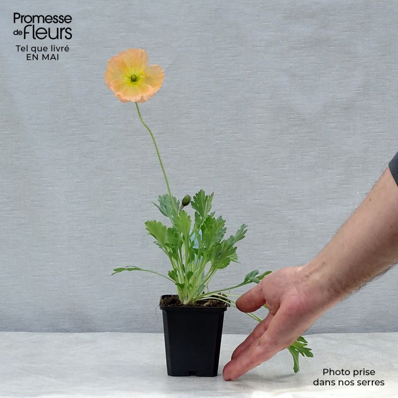 Spécimen de Pavot d Islande - Papaver nudicaule Gartenzwerg Godet de 8/9 cm tel que livré au printemps