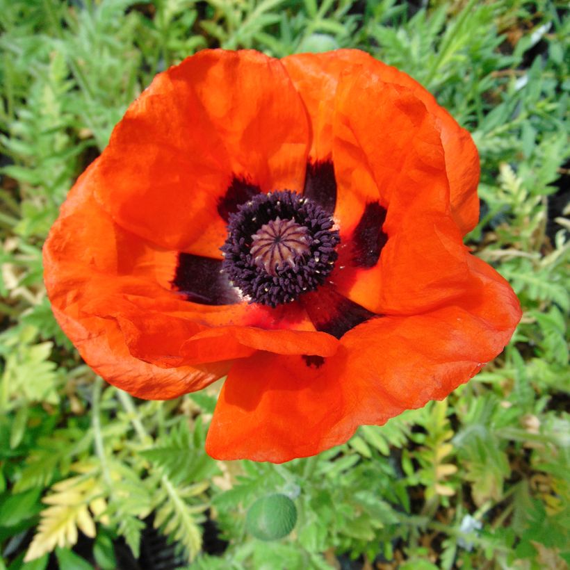 Pavot d'Orient Brilliant- Papaver orientale (Floraison)