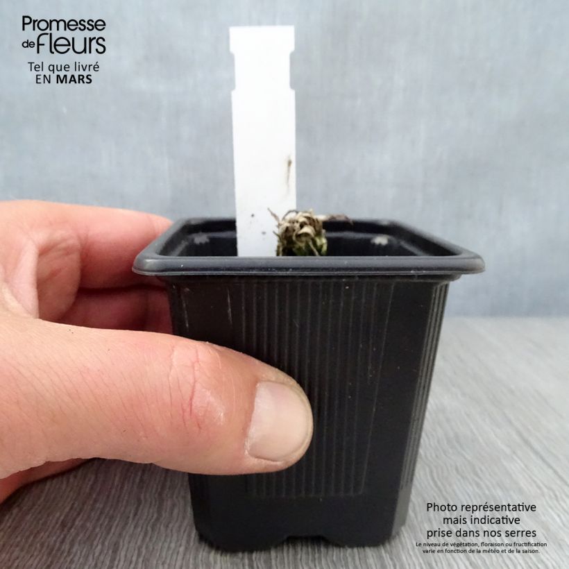 Spécimen de Pavot d'Orient Clochard - Papaver orientale Godet de 8/9 cm tel que livré au printemps