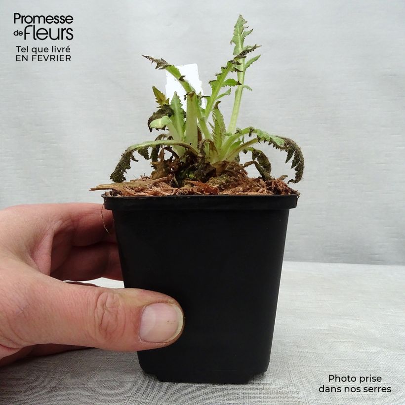 Example of Pavot d'Orient Curlilocks - Papaver orientale Godet de 8/9 cm as you get in hiver