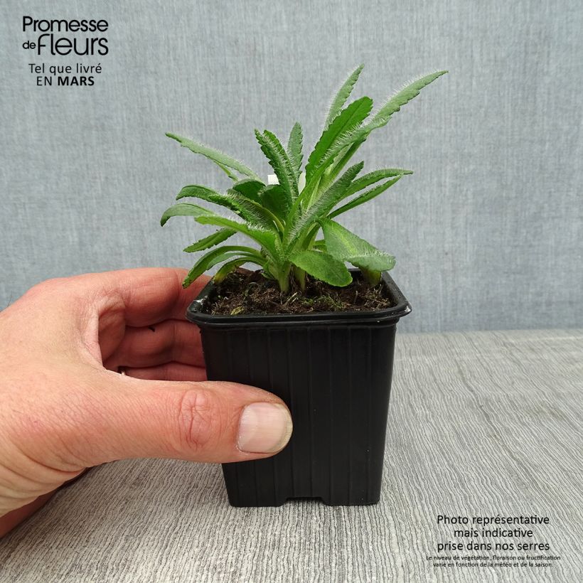 Spécimen de Pavot d'Orient Harvest Moon - Papaver orientale Godet de 8/9 cm tel que livré au printemps