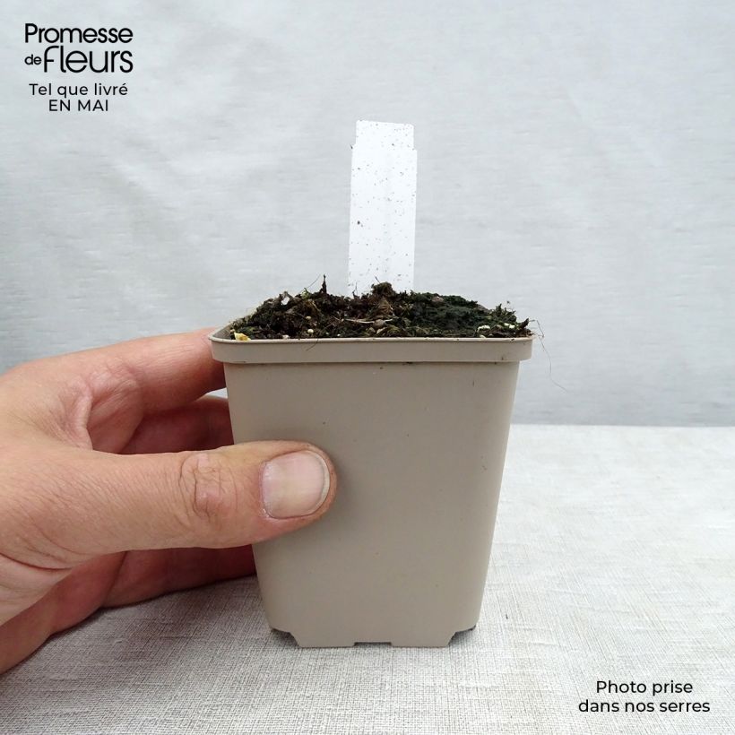 Example of Pavot d'Orient Perry's White - Papaver orientale Godet de 8/9 cm as you get in printemps