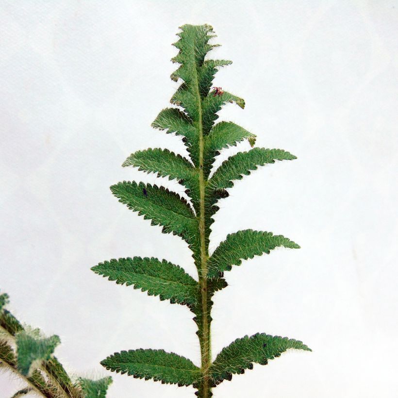 Pavot d'Orient Picotee - Papaver orientale (Foliage)