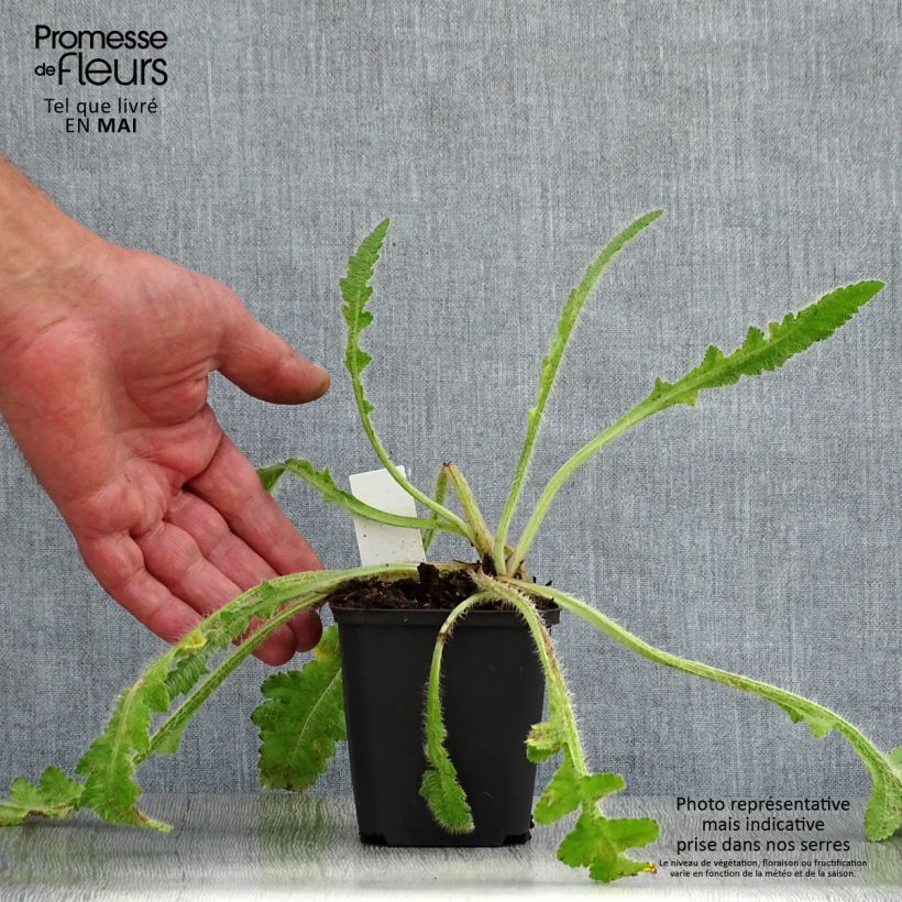 Example of Pavot d'Orient Picotee - Papaver orientale Godet de 8/9 cm as you get in printemps