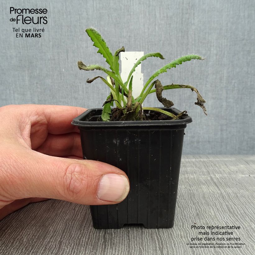 Example of Pavot d'Orient Royal Chocolate Distinction - Papaver orientale Godet de 8/9 cm as you get in printemps