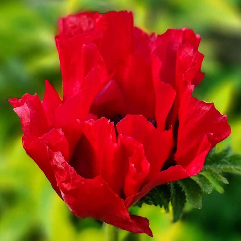 Pavot d'Orient Red Rumble - Papaver orientale (Flowering)