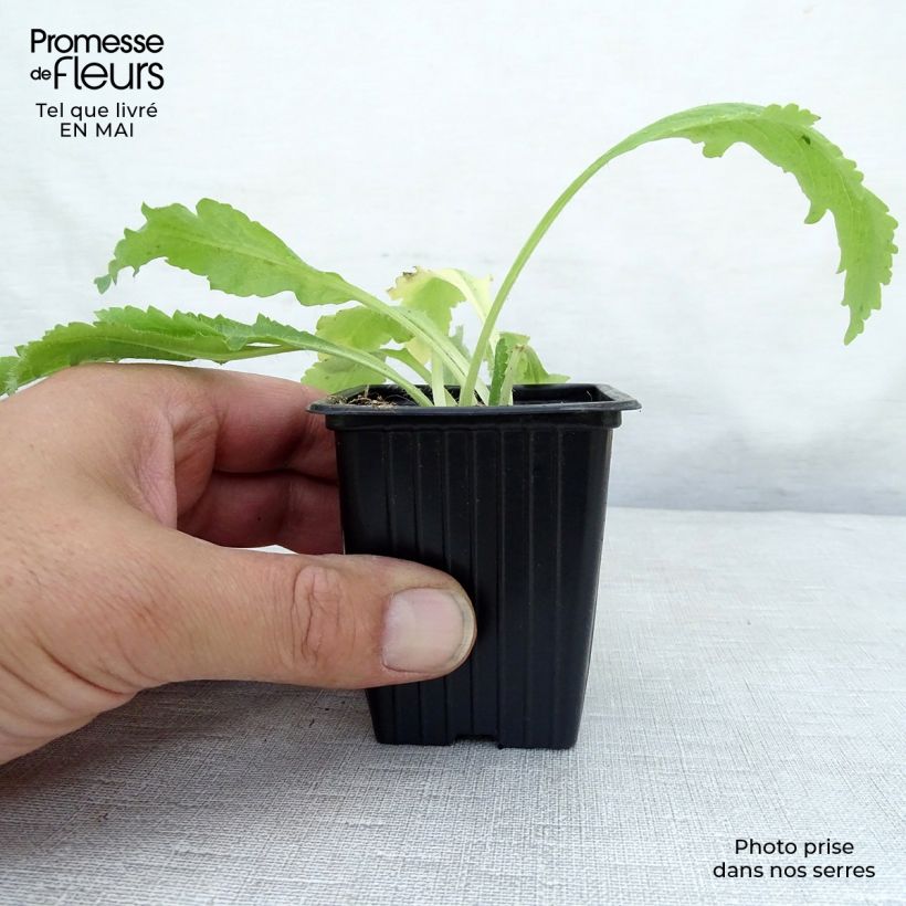 Example of Pavot d'Orient rouge - Papaver orientale Allegro Godet de 7/8 cm as you get in printemps