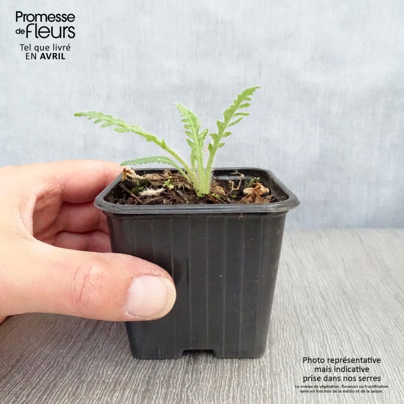 Spécimen de Pavot d'Orient Brilliant- Papaver orientale Godet de 7/8 cm tel que livré au printemps