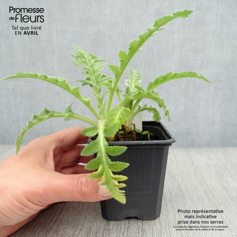 Spécimen de Pavot d'Orient Patty's Plum - Papaver orientale Godet de 8/9 cm tel que livré au printemps