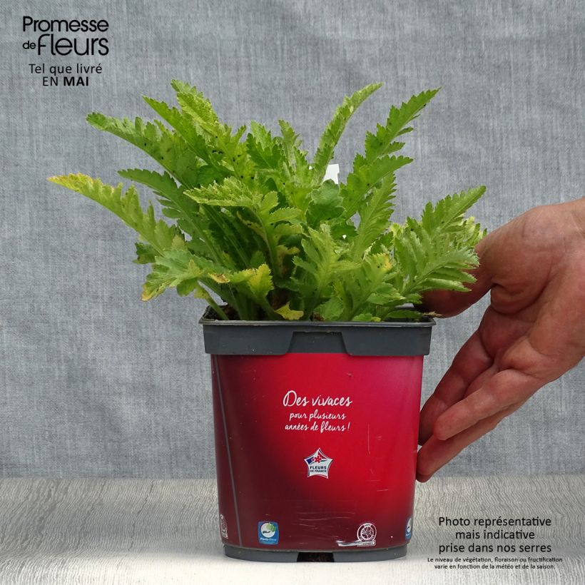 Example of Pavot d'Orient rouge - Papaver orientale Allegro Pot de 2L/3L as you get in printemps