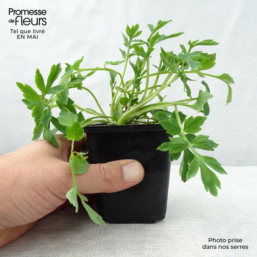 Spécimen de Pavot du Pays de Galles - Meconopsis cambrica Godet de 8/9 cm tel que livré au printemps