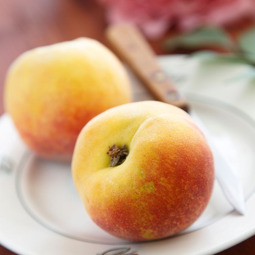 Pêcher Belle Angevine Bio (Récolte)