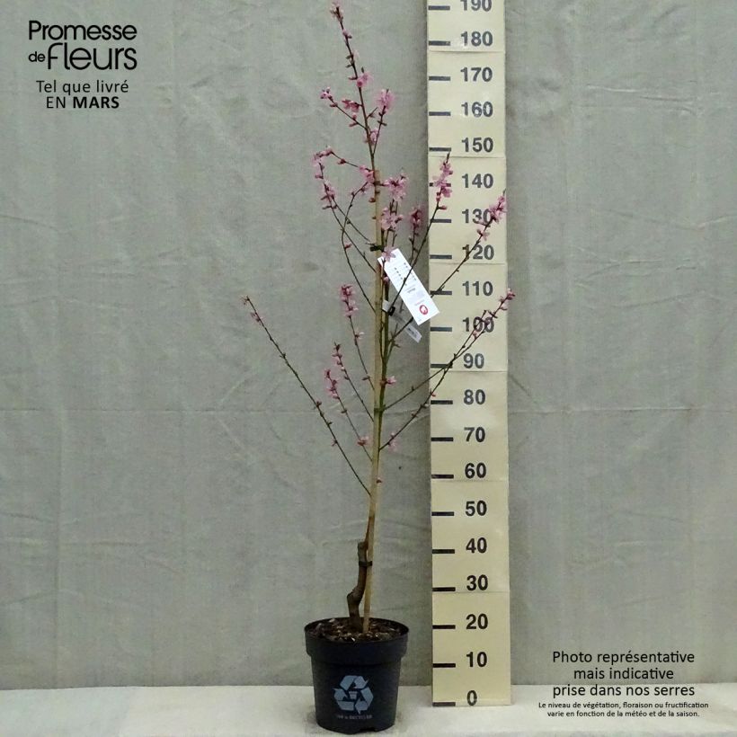 Spécimen de Pêcher Bénédicte - Prunus persica Pot de 7,5L/10L, Gobelet tel que livré au printemps