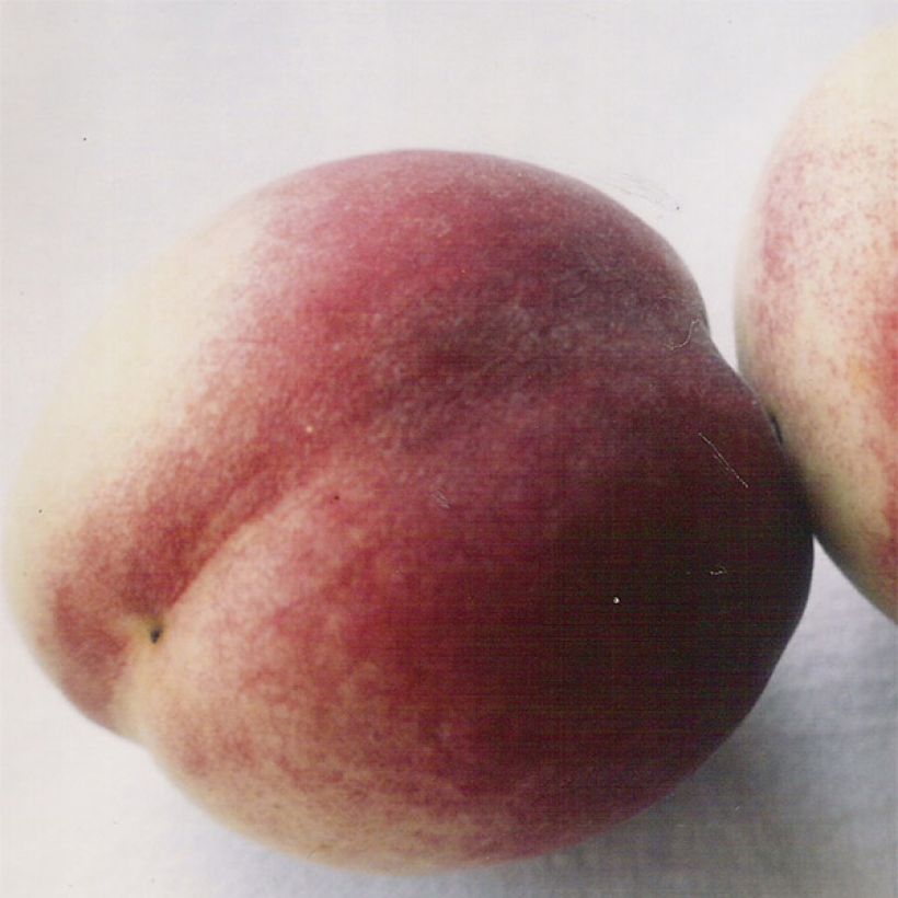 Pêcher de Vigne blanche - Pêche de vigne (Flowering)