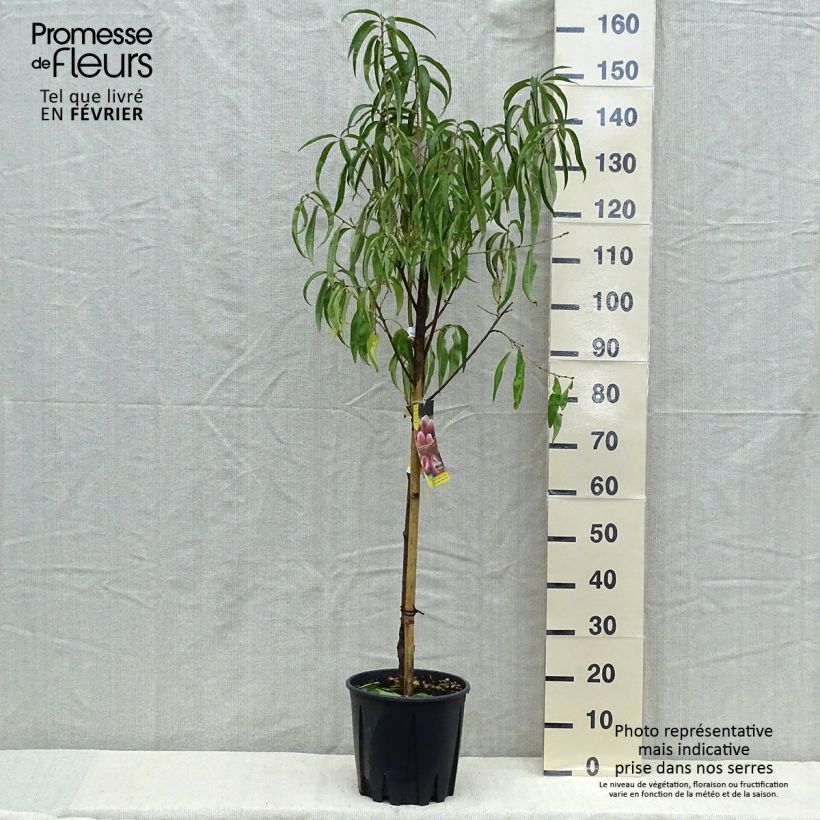 Spécimen de Pêcher - Prunus persica Sanguine Pot de 7,5L/10L, Gobelet tel que livré en automne