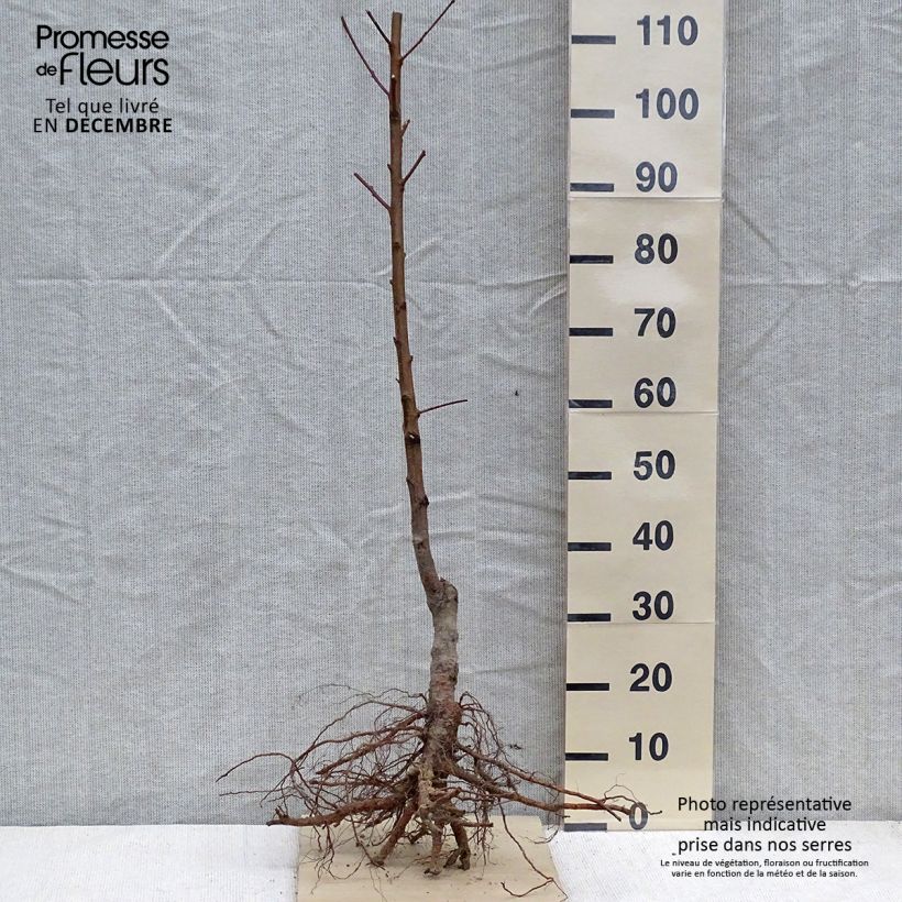 Spécimen de Pêcher Red Robin Bio Racines nues tel que livré en hiver