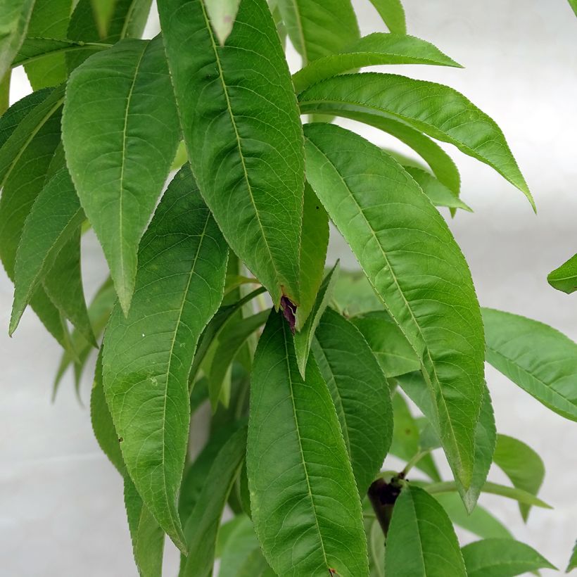 Pêcher Redhaven (Feuillage)