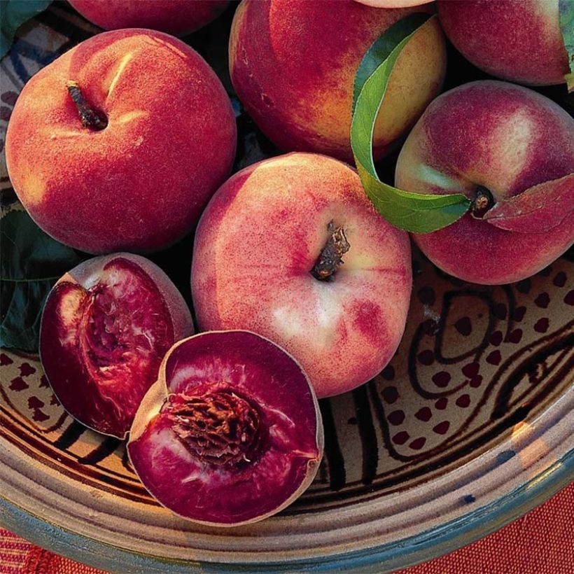 Pêcher Sanguine de Savoie - Georges Delbard (Harvest)