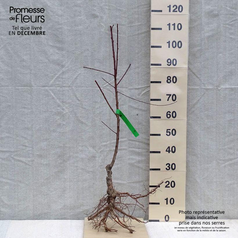 Spécimen de Pêcher Sanguine vineuse Bio Racines nues, Scion tel que livré en hiver