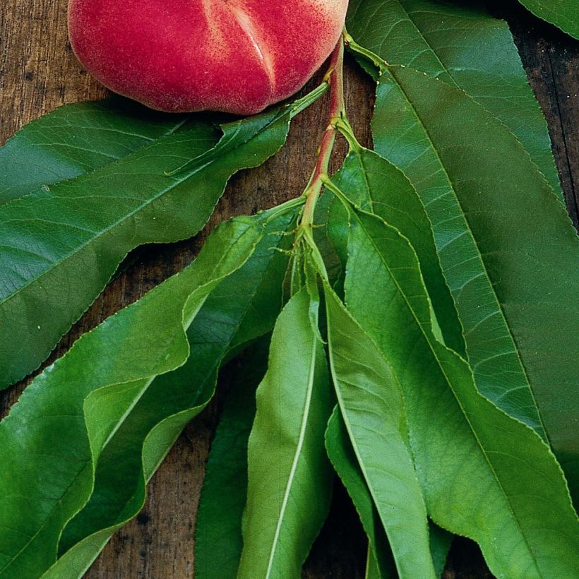 Pêcher Saturne (pêche plate) - Georges Delbard (Feuillage)