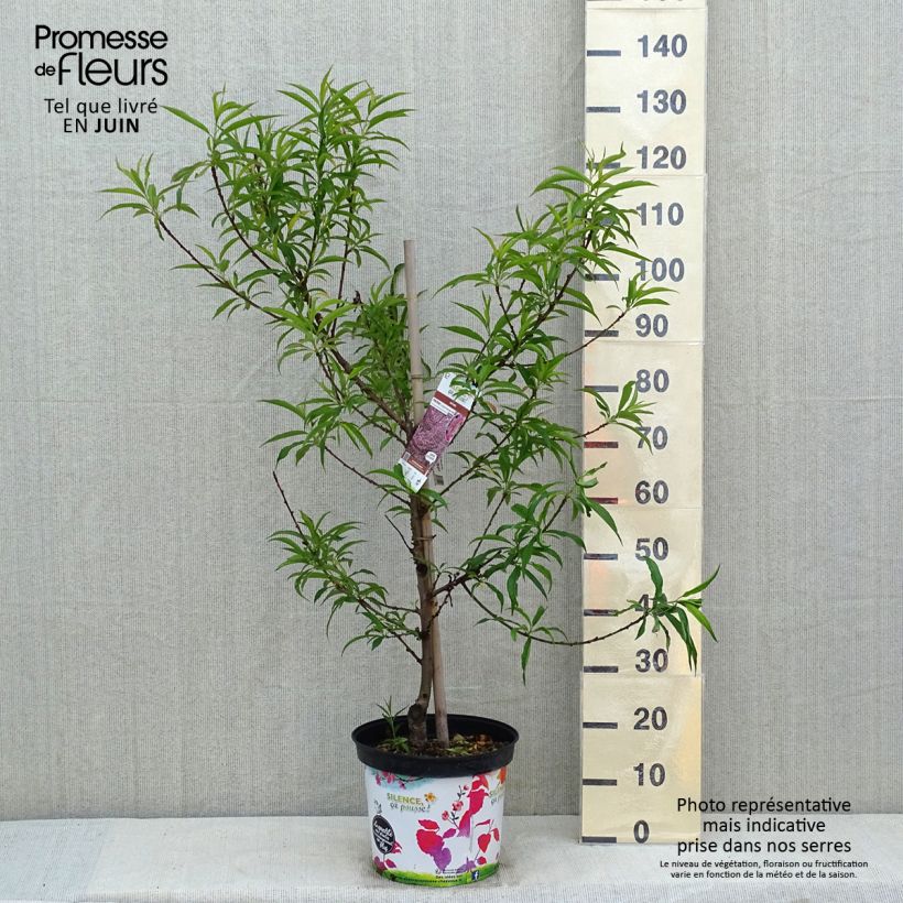 Spécimen de Pêcher à fleurs - Prunus persica Taoflora Pink Pot de 7,5L/10L, Baliveau tel que livré au printemps