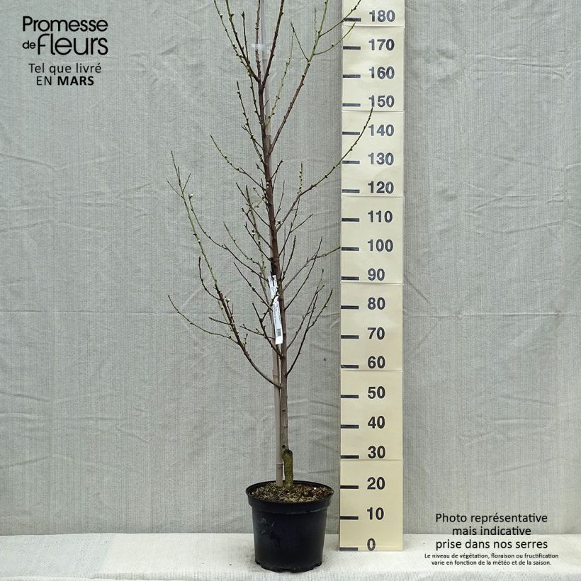 Spécimen de Pêcher à fleurs - Prunus persica Taoflora White Pot de 7,5L/10L, Baliveau tel que livré au printemps