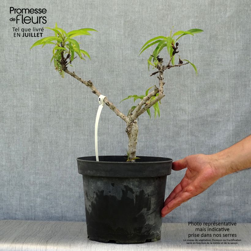 Spécimen de Pêcher nain Diamond Zaipevi Pot de 6L/7L, 1/4 de tige, Tige de 40 cm tel que livré en été