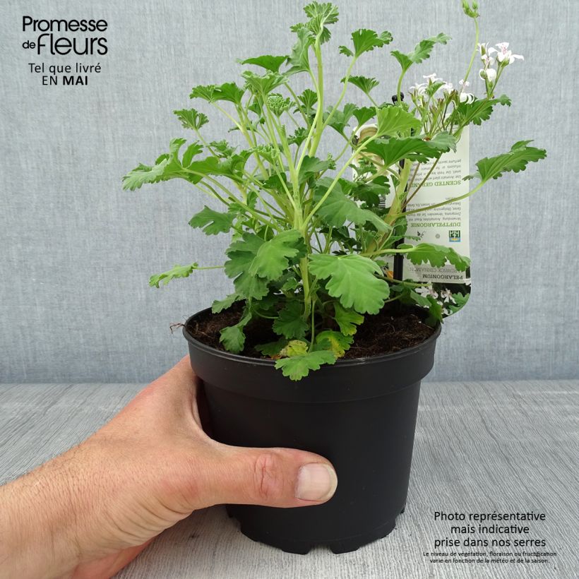 Spécimen de Pelargonium Ardwick Cinnamon - Géranium d'odeur parfum cannelle Pot de 1,5L/2L tel que livré au printemps