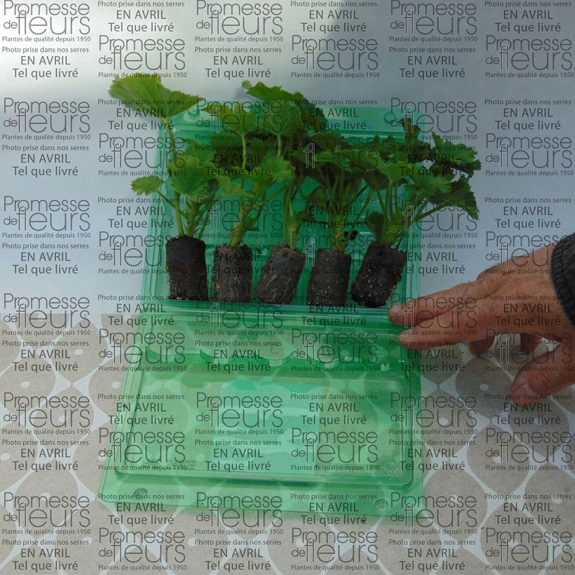 Exemple de spécimen de Pelargonium Bermuda Pink - Géranium des fleuristes Mini-motte Ø 3/4 cm, Plant vert de 5 à 10 cm de haut tel que livré