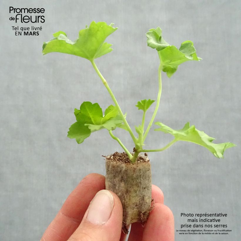 Spécimen de Pelargonium Double Apricot Salmon Orange - Géranium-lierre Mini-motte Ø 3/4 cm tel que livré au printemps