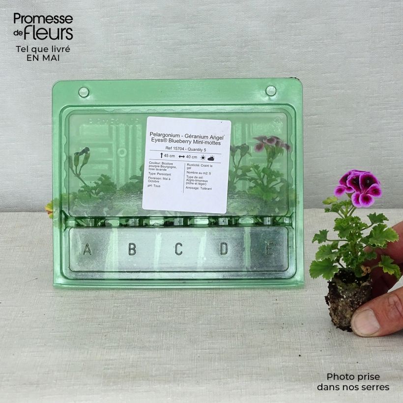 Example of Pélargonium - Géranium Angel Eyes Blueberry Mini-motte Ø 3/4 cm as you get in printemps