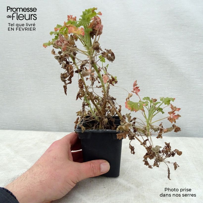 Spécimen de Pelargonium - Géranium parfumé Concolor Lace en pot Godet de 7/8 cm tel que livré en hiver